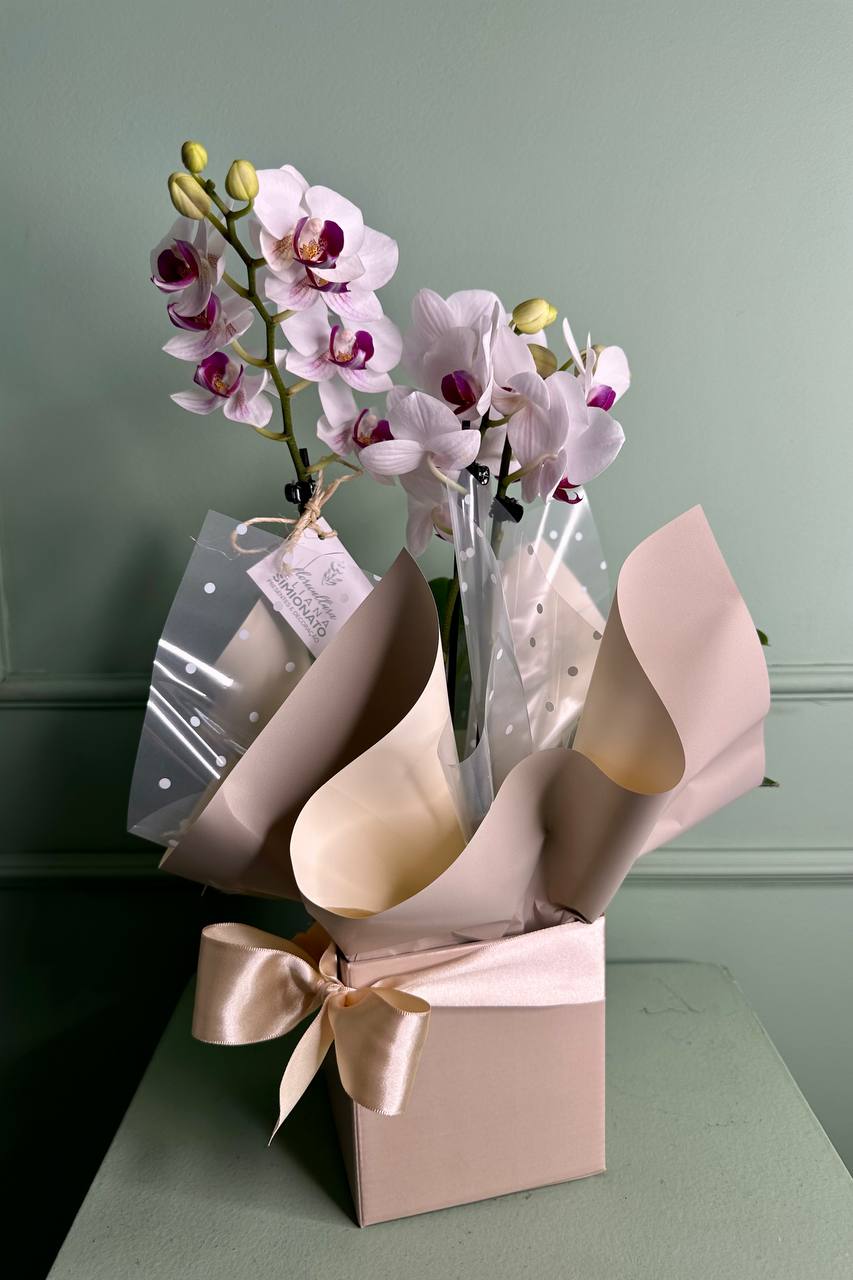 Mini Orqu�dea na Caixa Craft