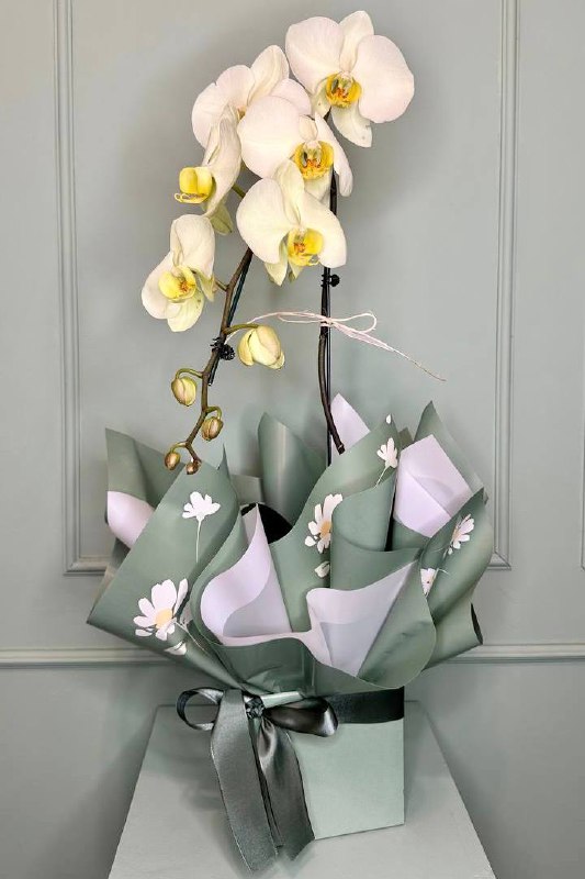 Orqu�dea Cascata na Caixa Craft