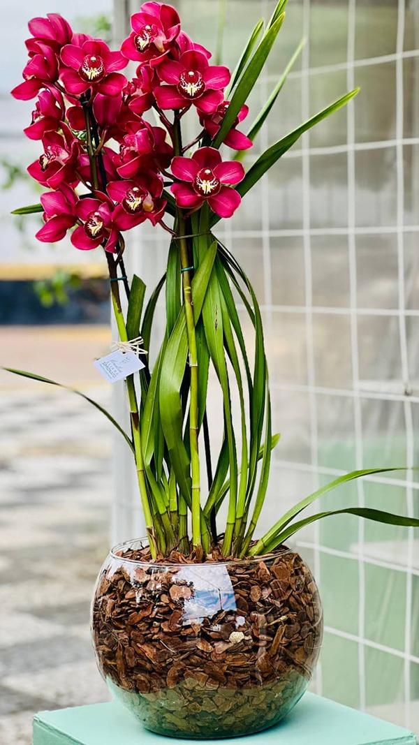 Orqu�dea Cymbidium no Vaso de Vidro Vinho