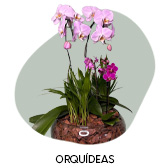 Orqu�deas